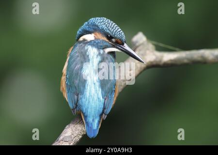 Eisvogel mit Fisch, alcedo auf dem Barsch Stockfoto