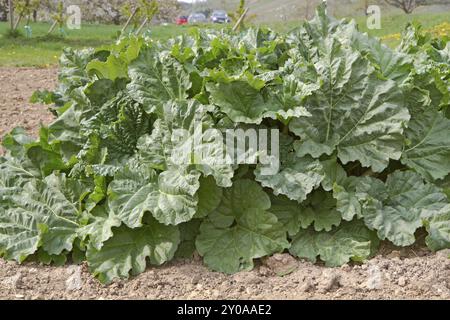 Rhabarber auf dem Feld Stockfoto