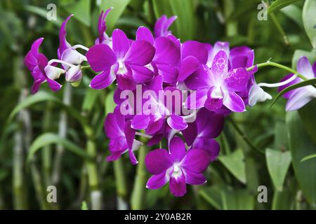 Orchidee in Singapur botanische Gärten Stockfoto