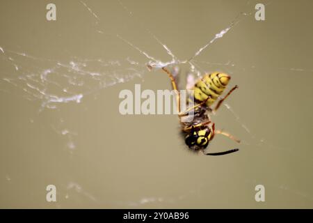 Tote Wespe im Spinnennetz Stockfoto