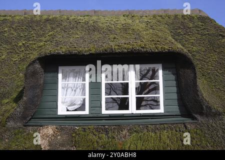 Fenster in einem moosigen Strohdach Stockfoto