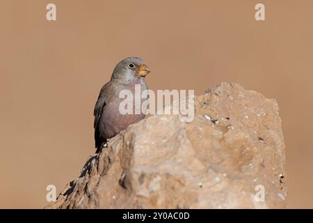 Trompetenfink; Tefia; Fuerteventura; Kanarische Inseln; Stockfoto