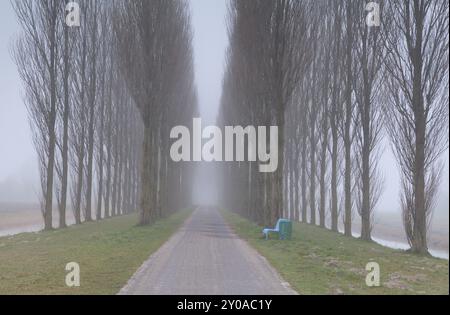 Bank und Tunnel zwischen Bäumen bei dichtem Nebel Stockfoto