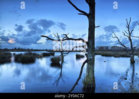 Alte tote Bäume im Moor in der Abenddämmerung, Dwingelderveld, Drenthe, Groningen Stockfoto