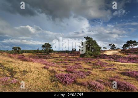 Wiesen mit rosa blühendem Heidekraut im Sommer Stockfoto