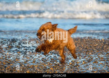 Cavapoo Welpe, 5 Monate alt, läuft am Meer. Stockfoto