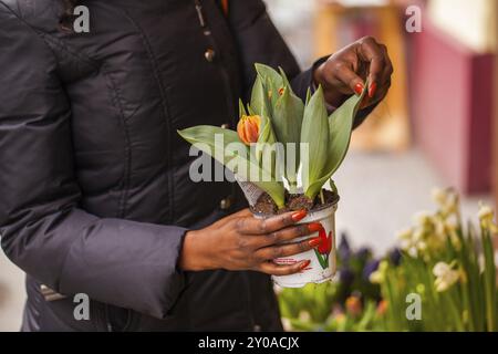 Florist kümmert sich um Frühlingsblumen Stockfoto