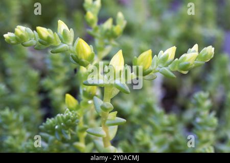 Geschmacklos Fetthenne (Sedum Sexangulare) Stockfoto