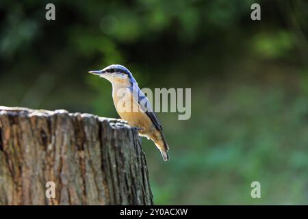 Nuthatch, Sitta Europa, Nuthatch, Europa, Mitteleuropa Stockfoto