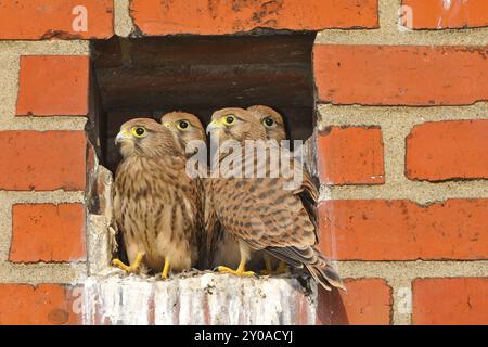 Turmfalken, Jungvoegel am Horst, Kestrel, vollwertig, vollwertig, Jungvögel in Nesthöhle Stockfoto