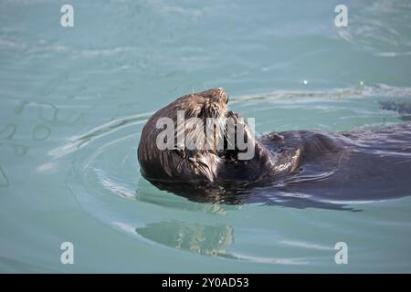 Seeotter füttern im Hafen von Seward in Alaska Stockfoto