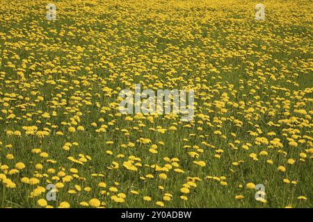 Taraxacum officinale agg. en gros Stockfoto