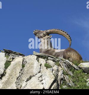 Lügen Alpensteinbock Kratzer auf seinem Rücken mit seinen Hörnern Stockfoto