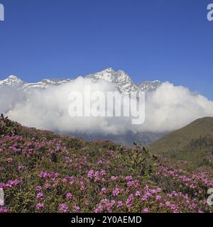 Frühlingstag im Everest-Nationalpark, Nepal. Rosafarbene Wildblumen und schneebedeckte Berge, die sich hinter einer Wolke verstecken Stockfoto