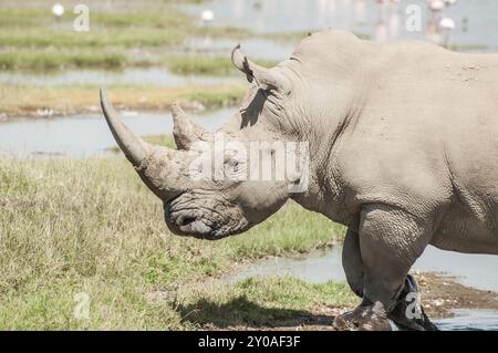 Ein weißes Nashorn spaziert durch das flache Wasser am Rand des Sees Nakuru in Kenia. Das riesige Horn auf ihrer Nase ist deutlich sichtbar Stockfoto