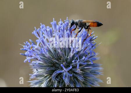Nahaufnahme von Golden Digger Wasp (Sphex Funerarius) Stockfoto