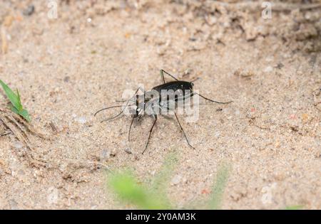 Ein durchstochener Tigerkäfer Cicindela punctulata schürt über sandigen Boden in Colorado Stockfoto