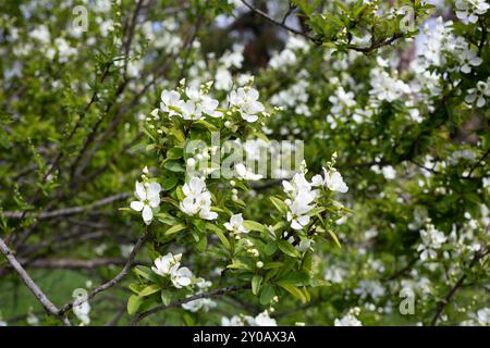 Exochorda racemosa Schneeberg weiß blühender Sträucher, Zierpflanze in Blüte, grüne Blätter an Zweigen Stockfoto