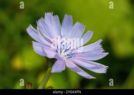 Schönheit wilde Blumenzichorie, gewöhnlich auf der Wiese, Foto bestehend aus wilder Blumenzichorie, gewöhnlich bis Graswiesen, wilder Gro Stockfoto