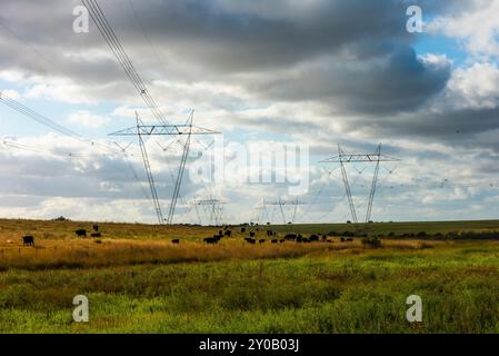 Kühe weiden in der argentinischen Landschaft, unter einer Stromleitung, die sich kreuzt Stockfoto