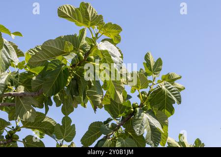 Feigenzweig mit unreifen Früchten, die im Sommer am blauen Himmel wachsen Stockfoto