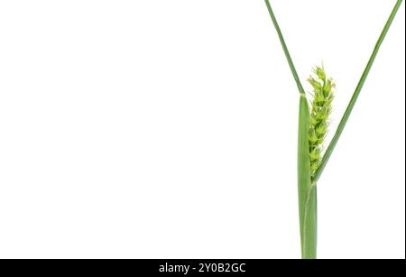 Feld, Küste oder Küste Sandbur oder Sandspur Sandsporn - Cenchrus incertus - einheimische Pflanze Floridas schmerzhaft, wenn man darauf tritt. Isoliert auf weißem Hintergrund Stockfoto