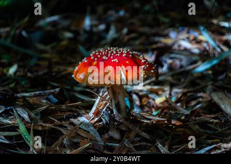 Schönes Exemplar von Amanita muscaria in einem Wald im Süden Chiles. Die Farben und Details werden sehr geschätzt. Stockfoto