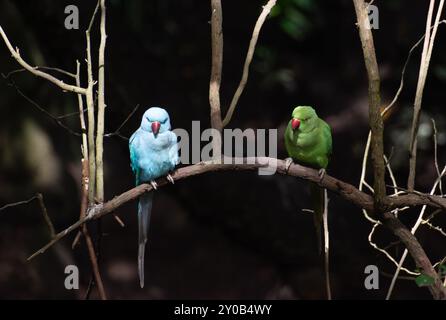 Zwei schöne Sorten von Kramers Sittich, die auf einem Baum ruhen. Stockfoto