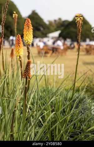 Gäste genießen die Gastfreundschaft im Concours of Elegance 2024 Stockfoto