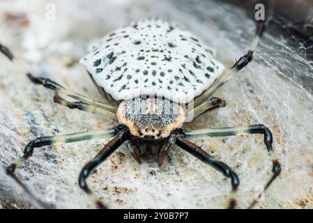 Baumstammspinne, Herennia sp auf Baum, weiße Spinne, die im Netz auf Baum bleibt. Stockfoto