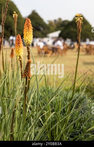 Gäste genießen die Gastfreundschaft durch Blumen Stockfoto