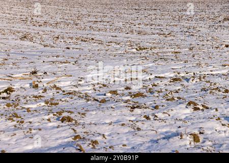 Trockene, scharfe Stoppeln aus der Maisernte, landwirtschaftliches Feld in der Wintersaison bei sonnigem Wetter Stockfoto