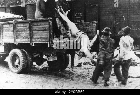 Die Leichen werden während eines Stopps in Targu-Frumos auf der Reise aus dem Iasi-Todeszug entfernt. Das Iasi-Pogrom war eine Reihe von Pogromen, die von Regierungskräften unter Marschall Ion Antonescu in der rumänischen Stadt Iași gestartet wurden. Sie dauerte vom 29. Juni bis zum 6. Juli 1941. 13.266 Menschen oder ein Drittel der jüdischen Bevölkerung wurden massakriert, viele wurden deportiert. Es war eines der schlimmsten Pogrome während des Zweiten Weltkriegs. Die Deportierten wurden unter erschreckenden Bedingungen durchgeführt und ihr Zug war als Iasi-Todeszug bekannt. Von den 5000 Menschen im Zug kamen nur 1011 bei lebendigem Leib an. Stockfoto