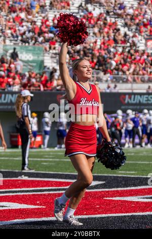 DeKalb, USA. 31. August 2024. Cheerleader unterhalten das Publikum während des NCAA 2024 Season Opener für die Northern Illinois University Huskies vs Western Illinois University Leathernecks im Huskie Stadium am 31 2024. August Endergebnis: NIU - 54, WIU 15 (Foto: Raj Chavda/SIPA USA) Credit: SIPA USA/Alamy Live News Stockfoto