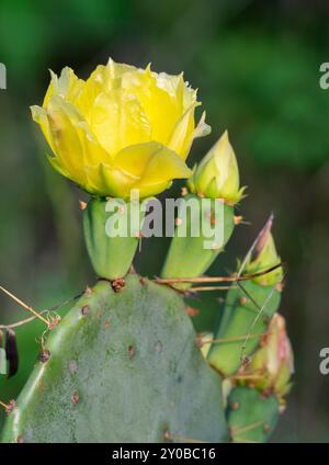 Der blühende Opuntia, Feigenkaktus, Texas, Galveston Stockfoto