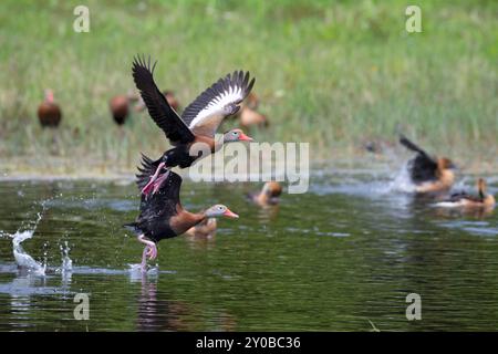 Schwarzbauchente (Dendrocygna autumnalis) mit gespreizten Flügeln, Lafitte Cove, Galveston Stockfoto