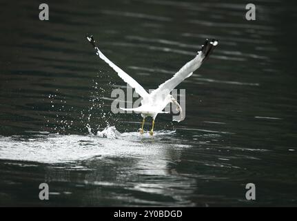 Nach dem Fang eines Fisches fliegt eine Möwe direkt über den Gewässern des Coeur d'Alene Lake in Idaho Stockfoto