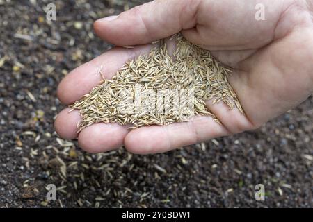 Grassamen in einer Hand Stockfoto