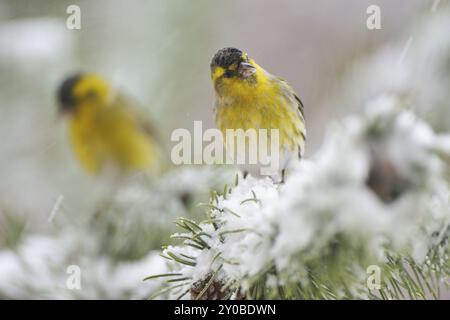 Siskin, Carduelis spinus, Spinus spinus, männlich, Deutschland eurasischer Siskin Stockfoto