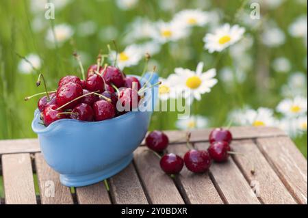 Hellblaues Saucenboot auf einem rustikalen Gartentisch, gefüllt mit Reifen süßen Kirschen aus unserer eigenen Ernte. Im Hintergrund eine sommerliche Wiese mit blühender Blüte Stockfoto