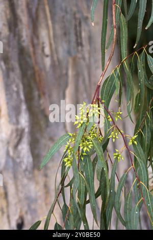 Eukalyptus Stockfoto