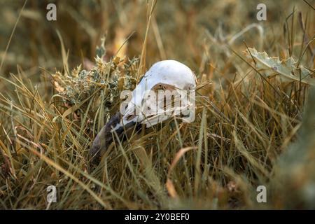 Schädelknochen eines Vogels im trockenen Gras, in der Nähe von Skipton, North Yorkshire, England, UK gesehen Stockfoto