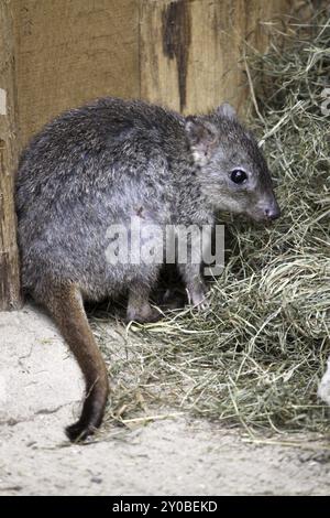 Brushtail Ratte-Känguru Stockfoto