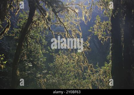 Zweige eines mit Moos bedeckten Baumes. Szene im Annapurna Conservation Area, Nepal, Asien Stockfoto