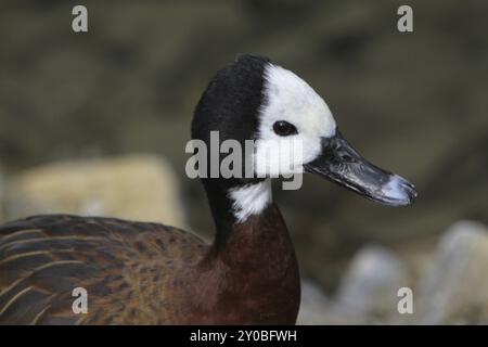 Witwe pfeifende Gans Stockfoto