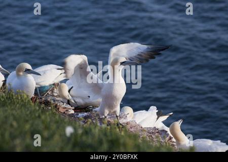 Tölpel Stockfoto