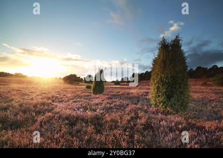 Sonnenuntergang über blühenden Heidekraut- und wacholderbäumen im Sommer Stockfoto