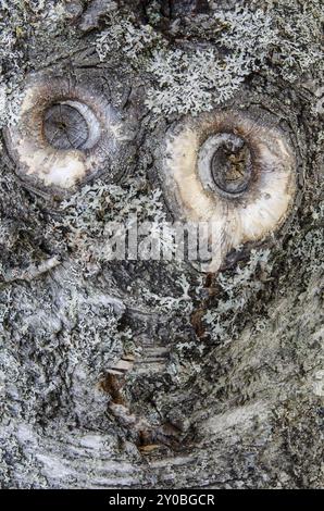 Flechtenbedeckte Rinde einer Silberbirke, Betula pendula, (Silberbirke, Silberbirke), Ljoerdalen, Hedmark Fylke, Norwegen, April 2012, Europa Stockfoto