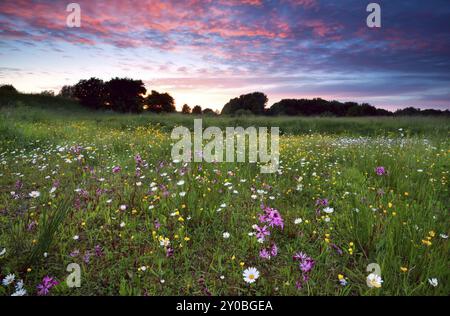 Rosa dramatischer Sommeruntergang über blühender Wiese Stockfoto