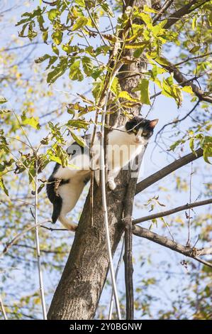 Eine schwarze und weiße Katze thront auf einem Baum Stockfoto